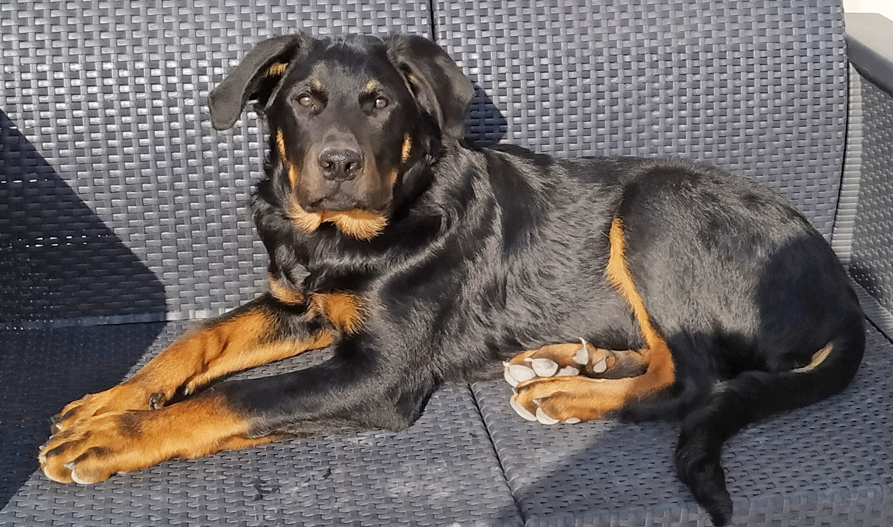  domainedelalicorne.fr photo chien beauceron photo chiot beauceron Elevage de beauceron chiot beauceron pure race élevage du clos de la licorne elevage des gardiens de la licorne elevage beauceron noir et feu authentique gros gabarits élevage de Beauceron familial sérieux et qualité domainedelalicorne.fr suivi des chiots conseil d’éducation chiot propre bas rouge santé caractère spécialiste du beauceron noir et feu ou arlequin chien rustique berger de France  nos chiots sont élevés avec amour et attention notre passion au service de la qualité Beauceron de qualité et sportif domaine de la licorne 04380 BARRAS élevage en liberté éleveur berger de beauce élevage de beauceron de travail 06 11 20 51 93 site domainedelalicorne.fr mail domainedelalicorne@gmail.com